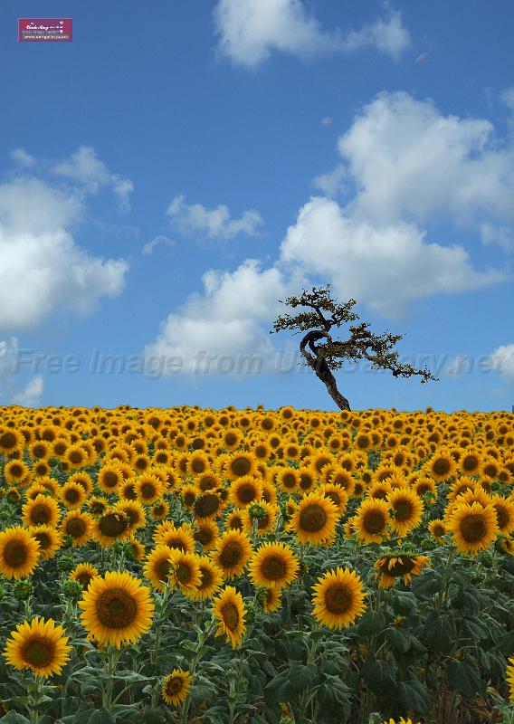 sky_tree_sunflower-composed copy.jpg